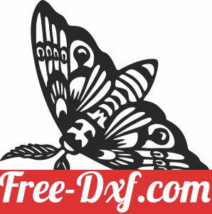 butterfly clipart
