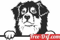 download Australian Shepherd's dog clipart free ready for cut