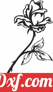 flower rose